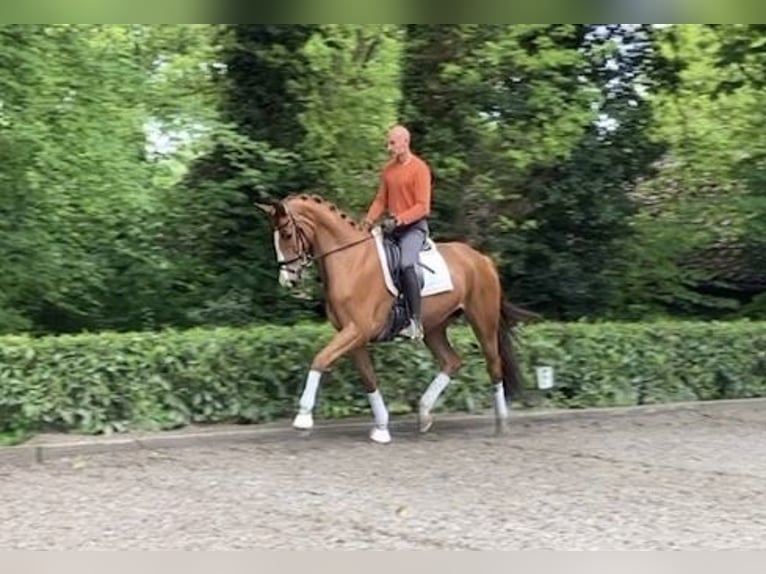 Hannoveriano Yegua 6 años 173 cm Alazán in Hemslingen