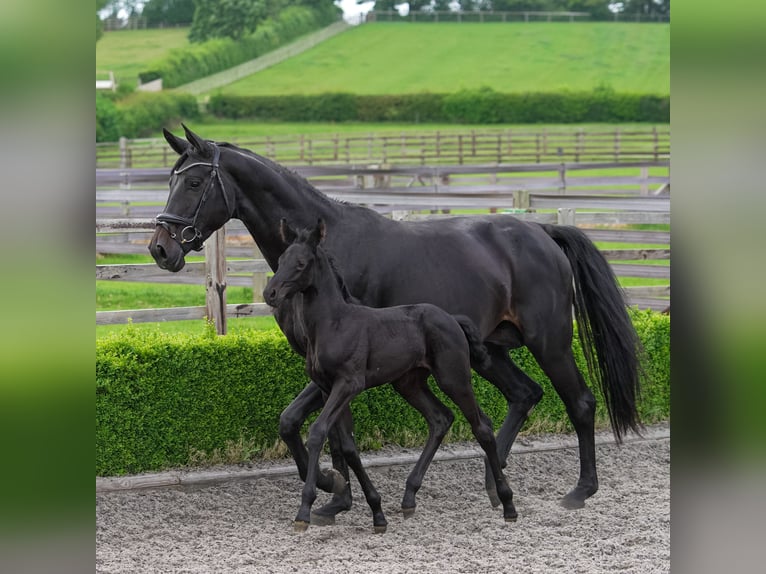 Hannoveriano Yegua 6 años 173 cm Castaño oscuro in Thirsk