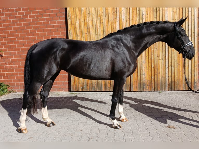 Hannoveriano Yegua 6 años 173 cm Negro in Friedeburg Reepsholt, Reepsholt