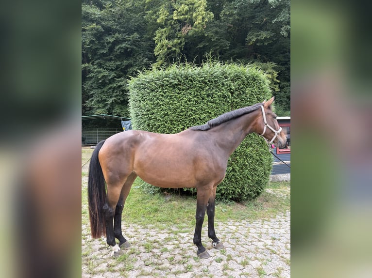 Hannoveriano Yegua 6 años 174 cm Castaño in WetzlarWetzlar