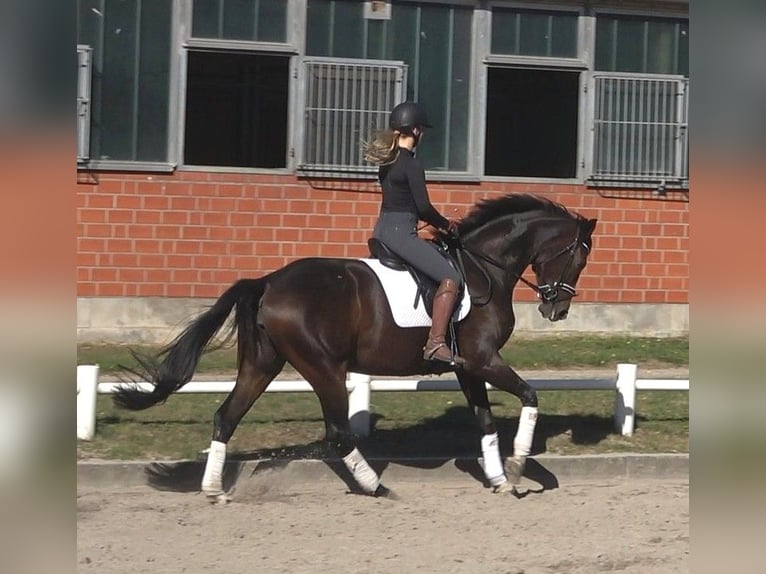 Hannoveriano Yegua 6 años 174 cm Castaño oscuro in Ratekau