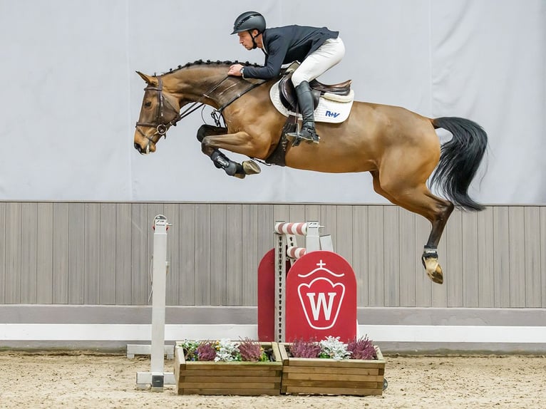 Hannoveriano Yegua 6 años Castaño in Münster-Handorf