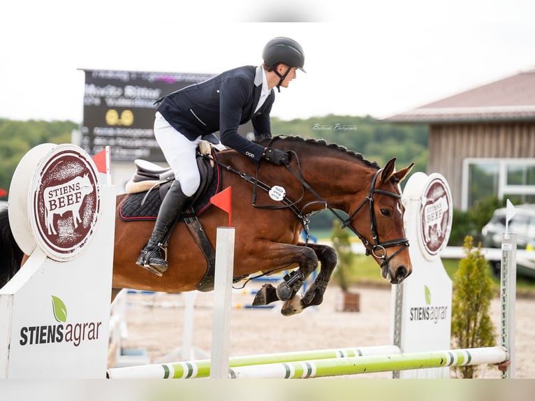Hannoveriano Yegua 7 años 160 cm Castaño in Bebra