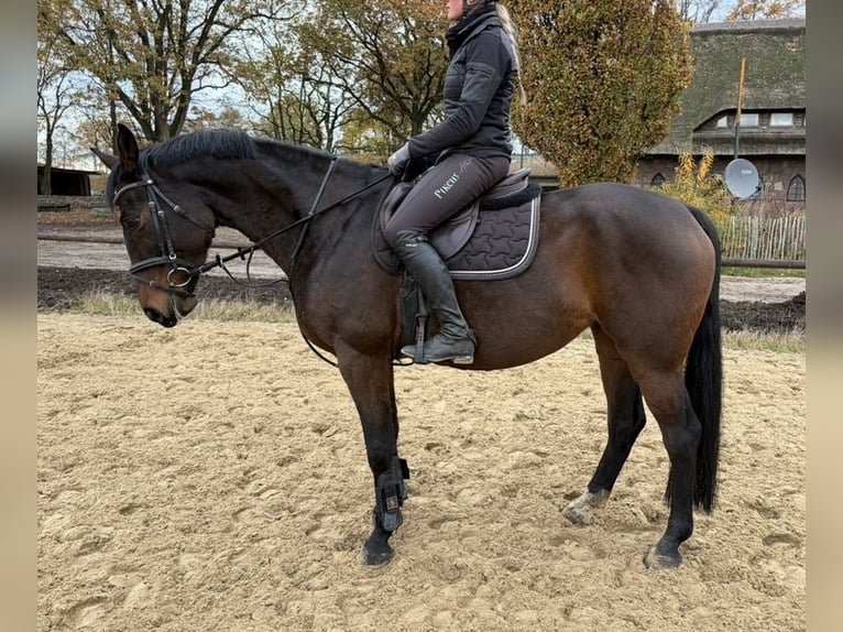 Hannoveriano Yegua 7 años 160 cm Castaño oscuro in Verden (Aller)