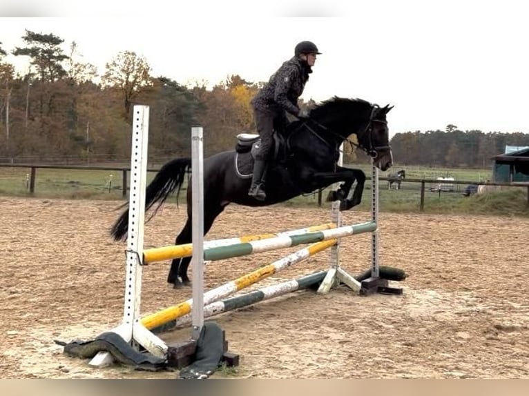 Hannoveriano Yegua 7 años 160 cm Castaño oscuro in Schneverdingen