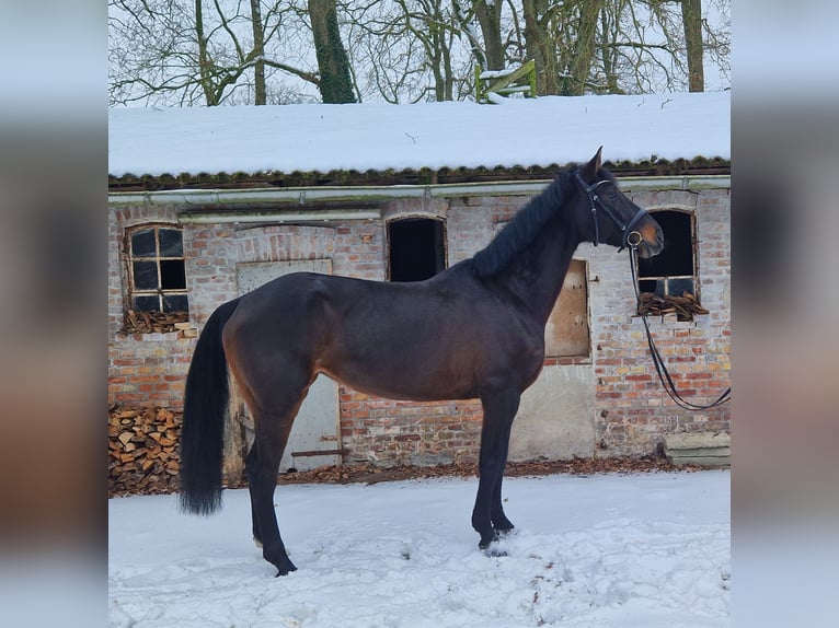 Hannoveriano Yegua 7 años 161 cm Castaño oscuro in Zeven