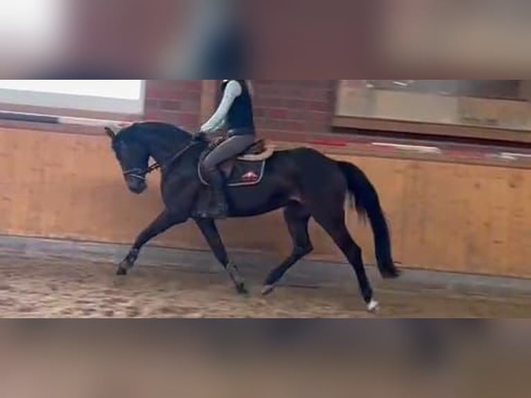Hannoveriano Yegua 7 años 161 cm Morcillo in Weertzen