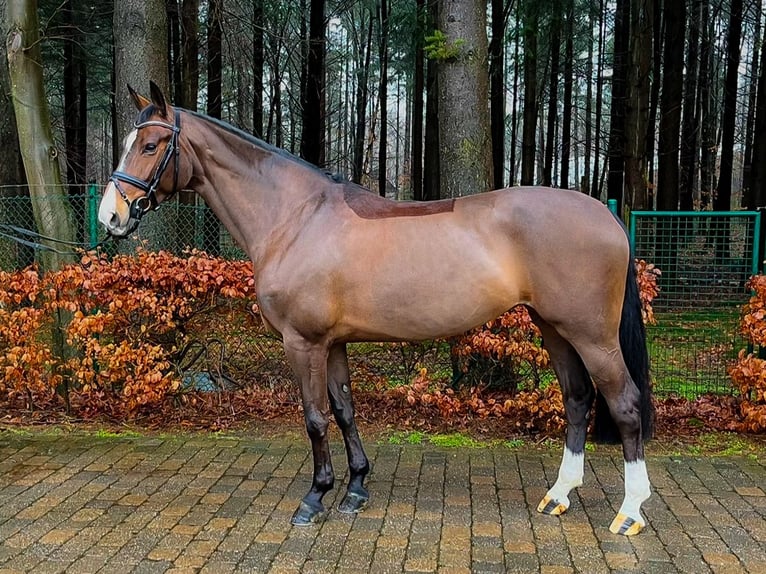 Hannoveriano Yegua 7 años 163 cm Castaño oscuro in Verden