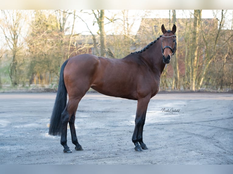 Hannoveriano Yegua 7 años 164 cm Castaño in Paderborn