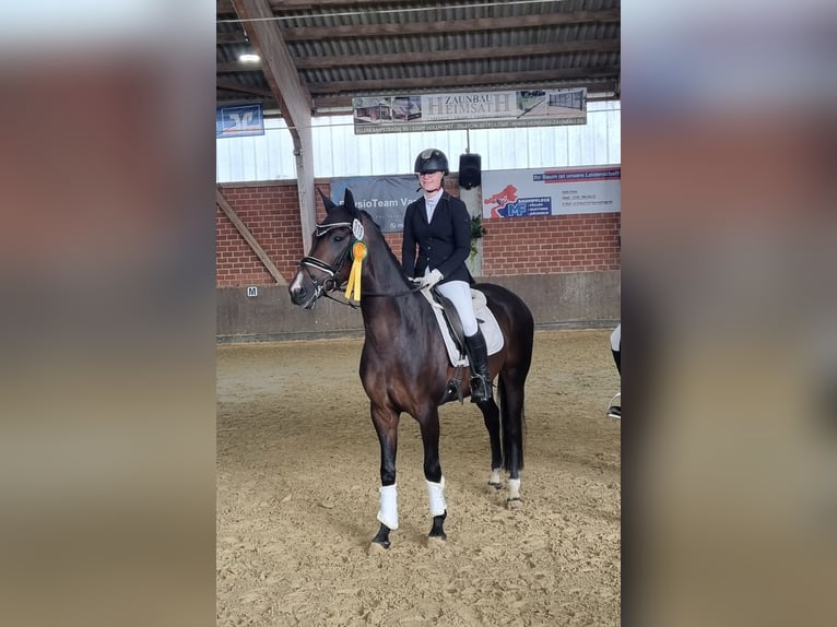 Hannoveriano Yegua 7 años 164 cm Castaño oscuro in Maasen