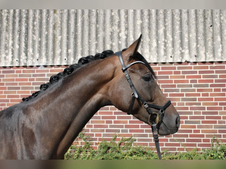 Hannoveriano Yegua 7 años 164 cm Castaño oscuro in Maasen