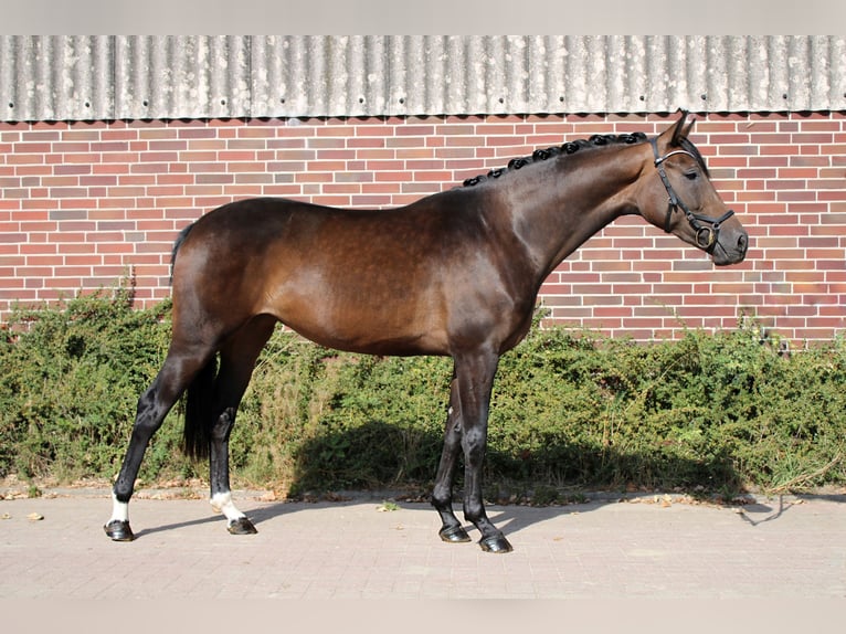 Hannoveriano Yegua 7 años 164 cm Castaño oscuro in Maasen