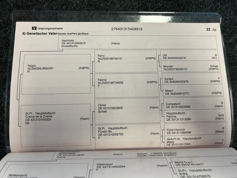 Hannoveriano Yegua 7 años 165 cm Alazán in Lindern (Oldenburg)