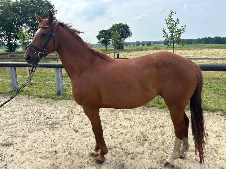 Hannoveriano Yegua 7 años 165 cm Alazán in Lindern (Oldenburg)