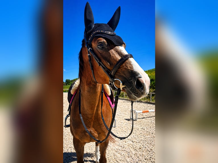 Hannoveriano Yegua 7 años 165 cm Alazán-tostado in Niederwangen b. Bern