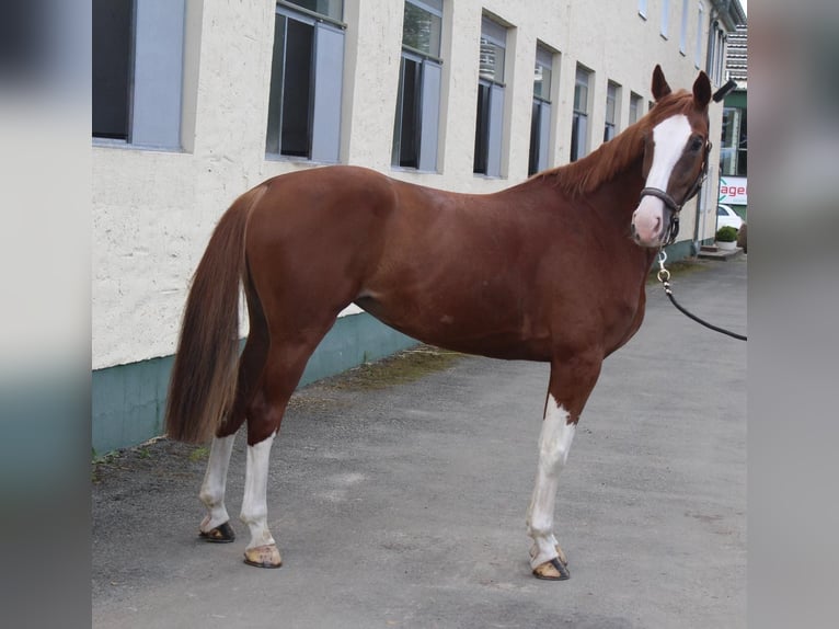 Hannoveriano Yegua 7 años 165 cm Alazán-tostado in Irchwitz