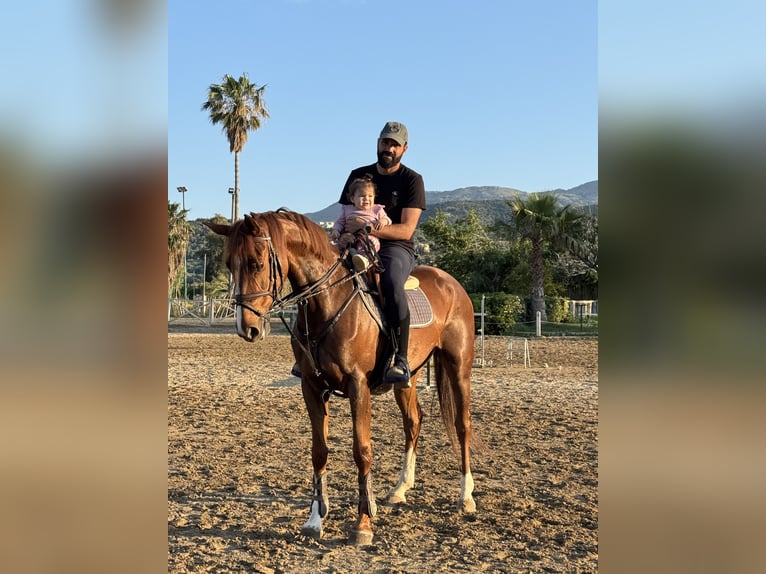 Hannoveriano Yegua 7 años 165 cm Alazán-tostado in Rethymno
