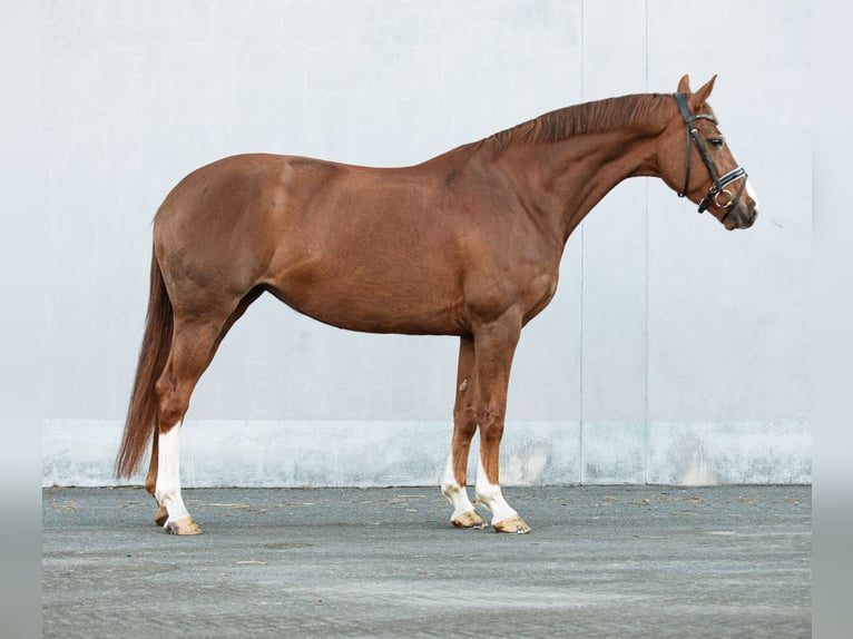 Hannoveriano Yegua 7 años 166 cm Alazán-tostado in Riesa