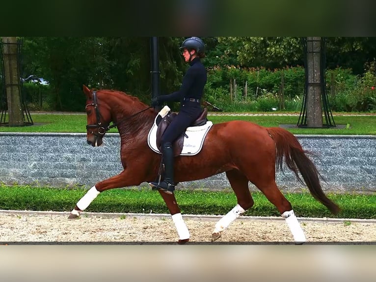 Hannoveriano Yegua 7 años 166 cm Alazán-tostado in Güglingen