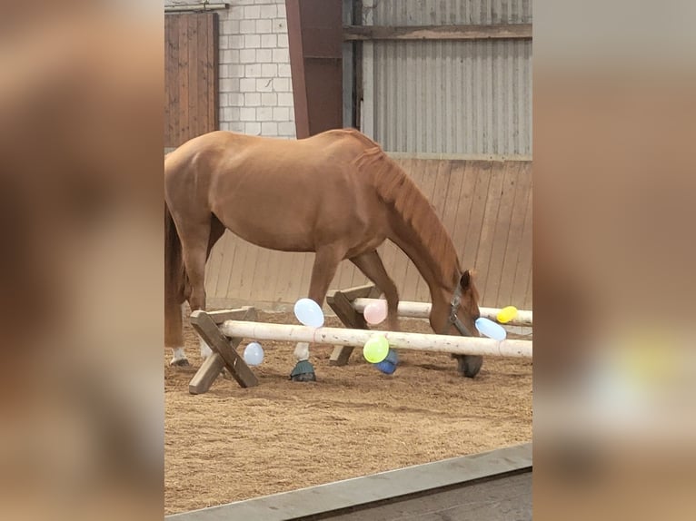 Hannoveriano Yegua 7 años 166 cm Alazán-tostado in Bordesholm