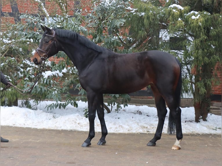 Hannoveriano Yegua 7 años 166 cm Castaño oscuro in Langlingen