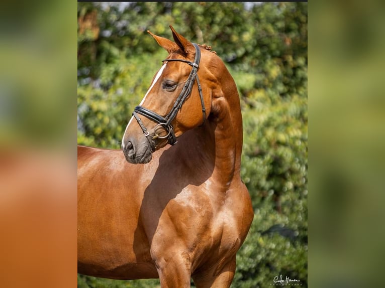 Hannoveriano Yegua 7 años 167 cm Alazán-tostado in Guimarães, Braga