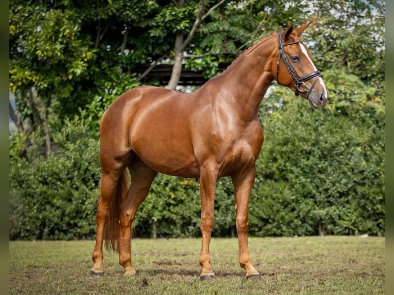 Hannoveriano Yegua 7 años 167 cm Alazán-tostado in Guimarães, Braga