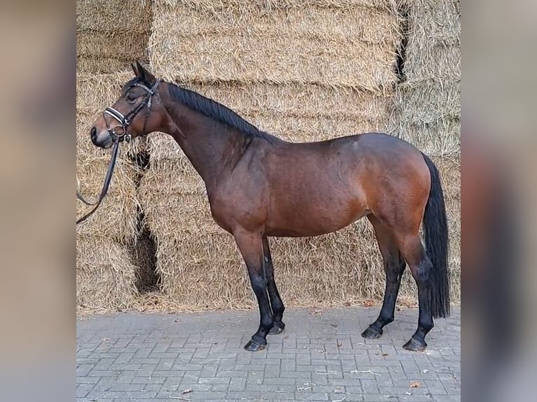 Hannoveriano Yegua 7 años 167 cm Castaño in Geestland