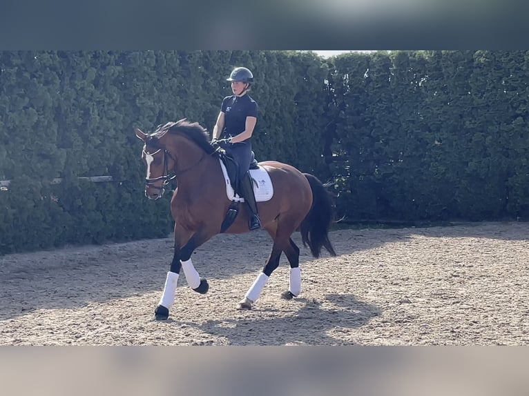 Hannoveriano Yegua 7 años 167 cm Castaño claro in Langwedel