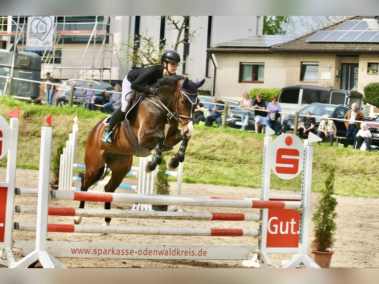 Hannoveriano Yegua 7 años 167 cm Morcillo in Fränkisch-Crumbach