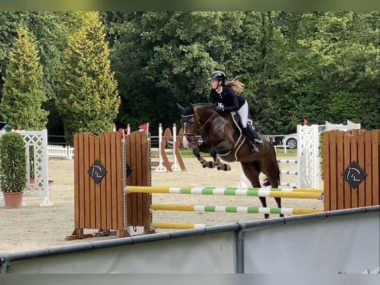 Hannoveriano Yegua 7 años 167 cm Morcillo in Fränkisch-Crumbach