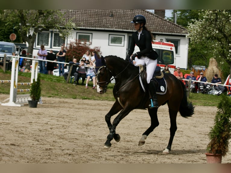 Hannoveriano Yegua 7 años 167 cm Morcillo in Fränkisch-Crumbach