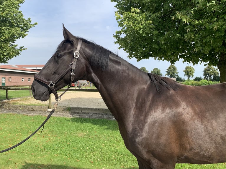 Hannoveriano Yegua 7 años 167 cm Negro in Rosendahl