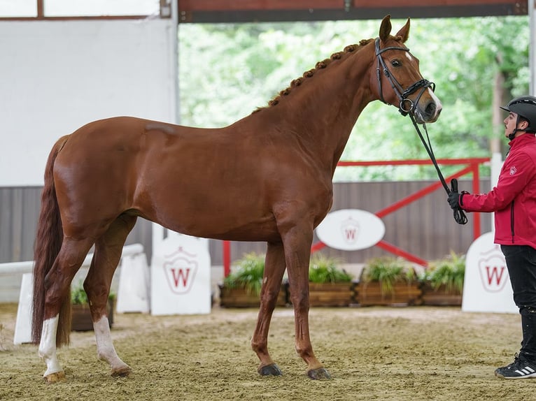 Hannoveriano Yegua 7 años 168 cm Alazán in Münster-Handorf