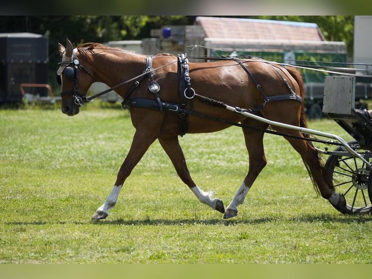 Hannoveriano Yegua 7 años 168 cm Alazán in Viernheim