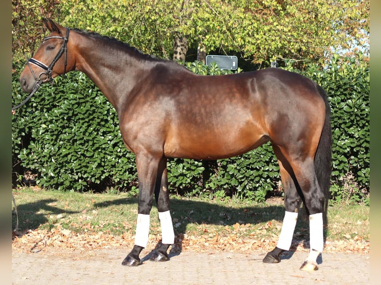 Hannoveriano Yegua 7 años 168 cm Castaño in Selsingen