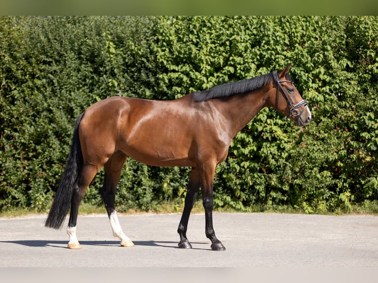 Hannoveriano Yegua 7 años 168 cm Castaño in Braunschweig