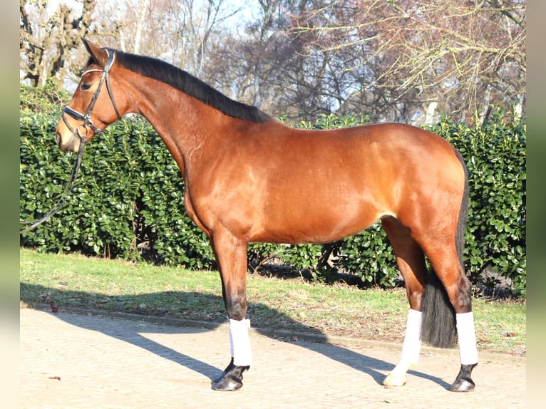 Hannoveriano Yegua 7 años 168 cm Castaño in Selsingen