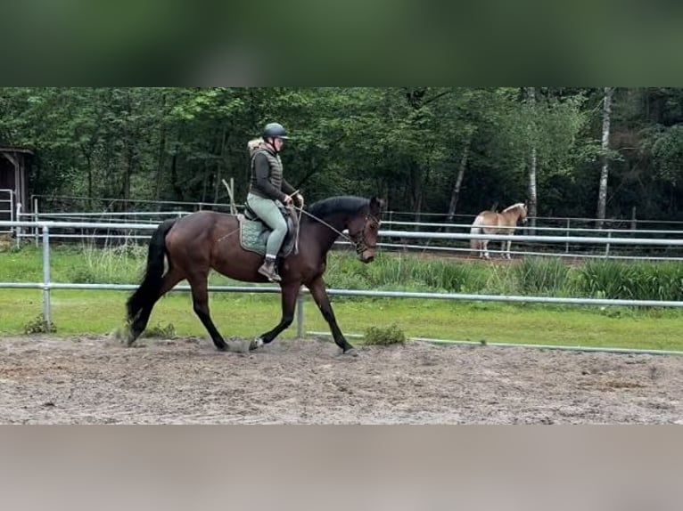 Hannoveriano Yegua 7 años 168 cm Castaño in Kirchwalsede