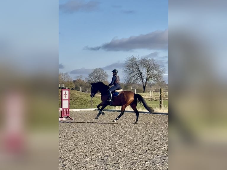 Hannoveriano Yegua 7 años 168 cm Castaño oscuro in Nübbel
