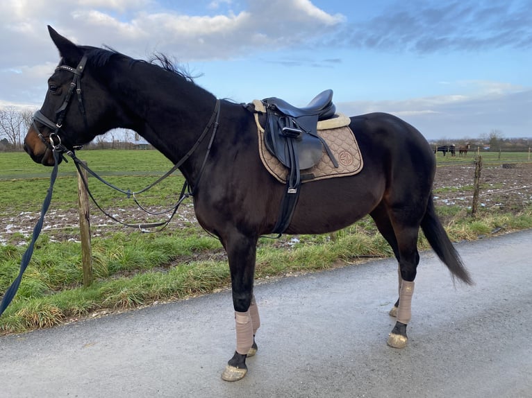 Hannoveriano Yegua 7 años 168 cm Castaño oscuro in Heinsberg