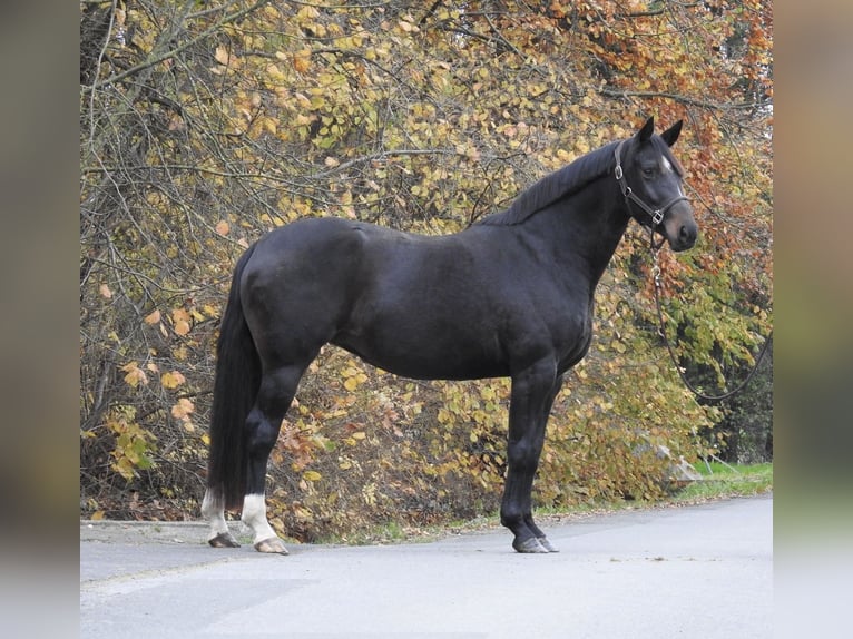 Hannoveriano Yegua 7 años 168 cm Castaño oscuro in Verl
