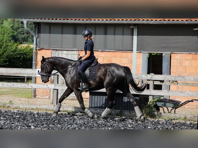Hannoveriano Yegua 7 años 168 cm Negro in Neu-Eichenberg
