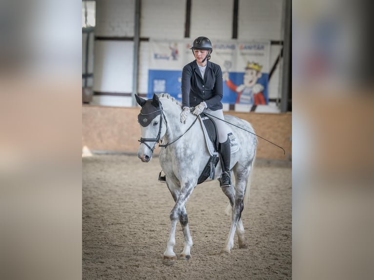 Hannoveriano Yegua 7 años 168 cm Tordo rodado in Wolfenbüttel