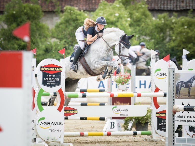 Hannoveriano Yegua 7 años 168 cm Tordo rodado in Wolfenbüttel