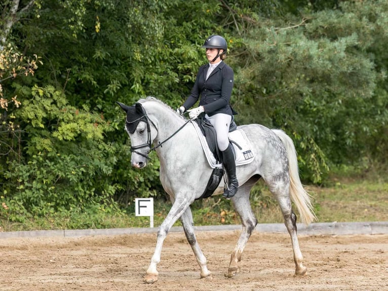 Hannoveriano Yegua 7 años 168 cm Tordo rodado in Wolfenbüttel