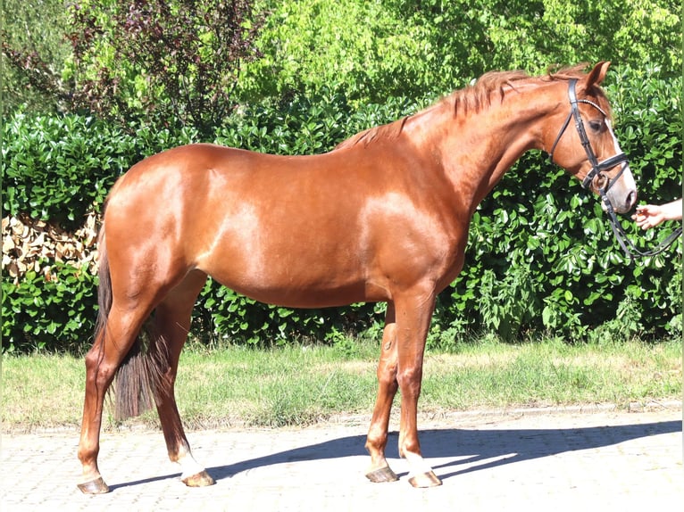 Hannoveriano Yegua 7 años 169 cm Alazán in Selsingen