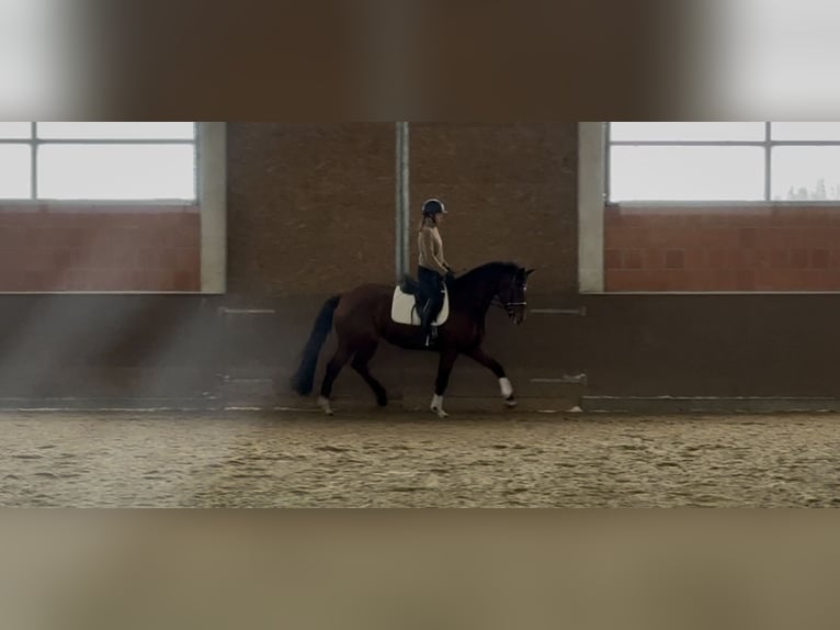 Hannoveriano Yegua 7 años 169 cm Castaño in Langwedel