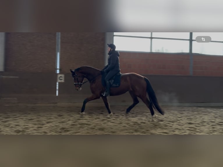 Hannoveriano Yegua 7 años 169 cm Castaño in Langwedel