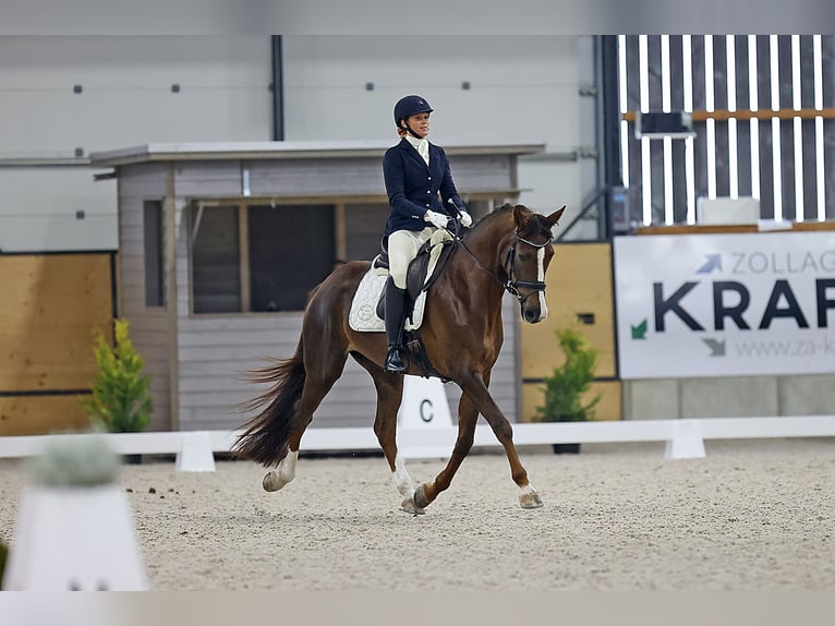 Hannoveriano Yegua 7 años 170 cm Alazán-tostado in Luzern